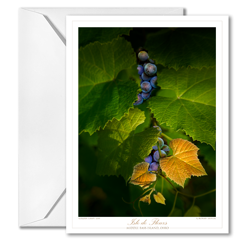 Vintage Harvest