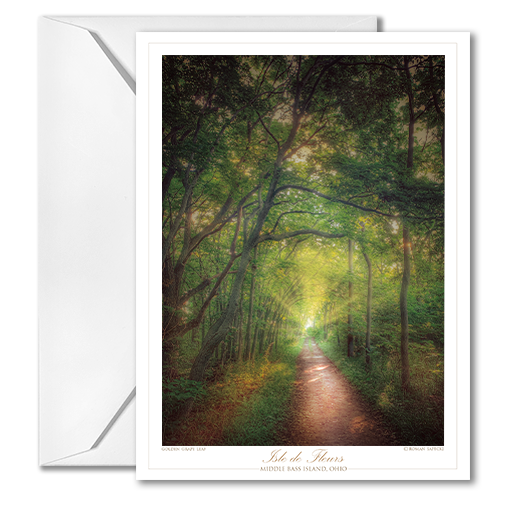 Woodland trail